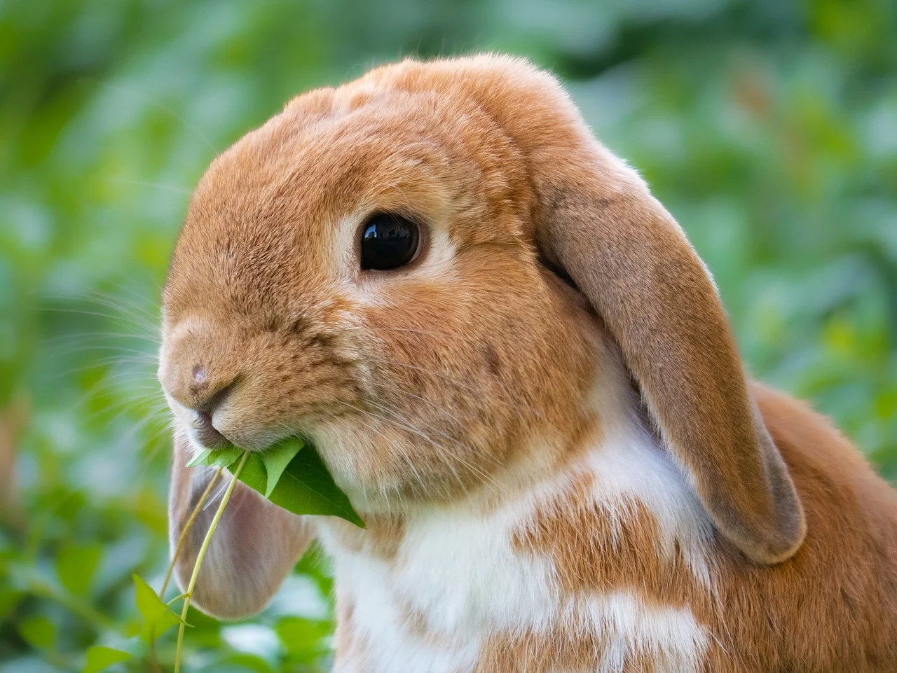 くさをむしゃむしゃ食べるうさぎ